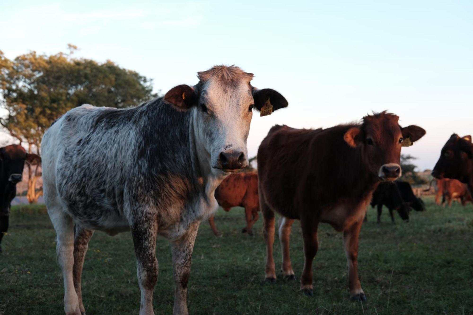 Mabuda Guest Farm Siteki Kültér fotó